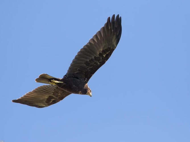 Circus aeruginosus &copy; TONDELLIER Bruno