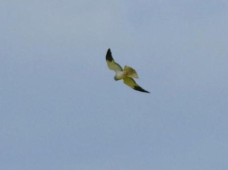 Circus cyaneus &copy; NIANANE Eric