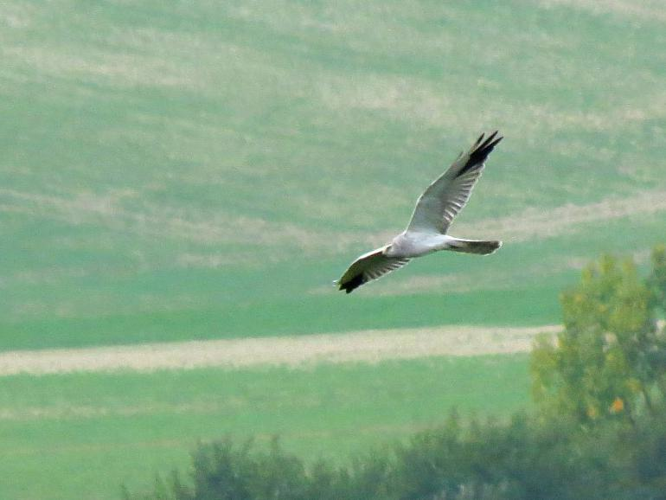 Circus macrourus &copy; COCHON Fabrice