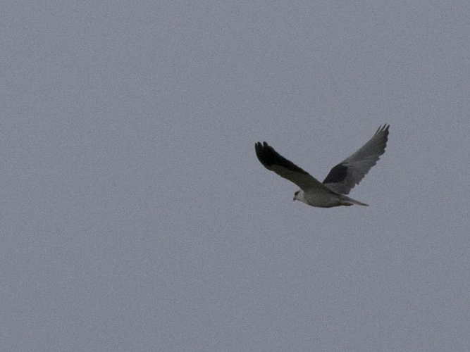 Elanus caeruleus &copy; CORDELIER Sylvain