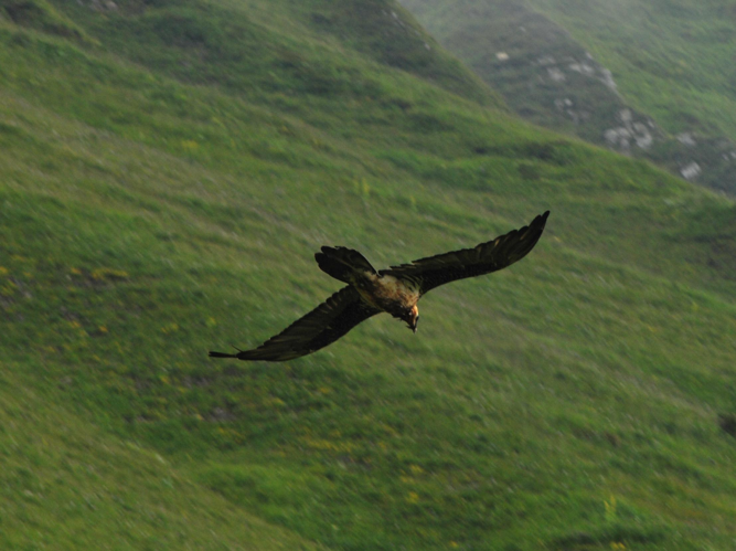 Gypaetus barbatus © LEROY Rodolphe