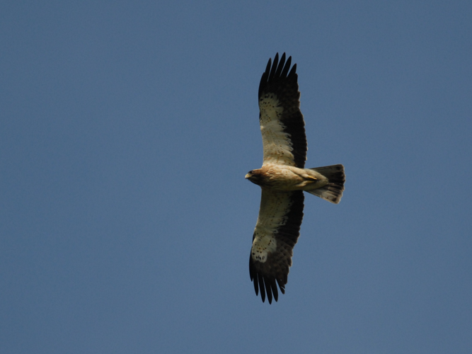 Hieraaetus pennatus &copy; PARIS Jean-Philippe