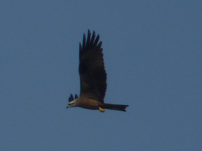 Milvus migrans &copy; PLATEAUX Odile