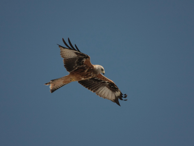 Milvus milvus &copy; TOP Damien