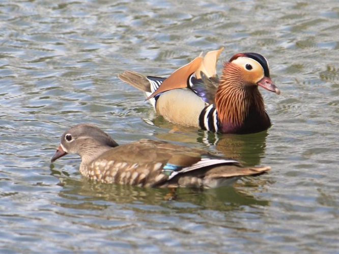 Aix galericulata &copy; PLATEAUX Odile