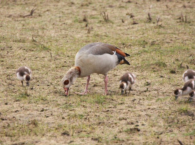 Alopochen aegyptiacus &copy; TOP Damien