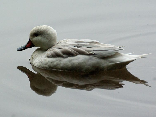 Anas bahamensis &copy; NIANANE Eric