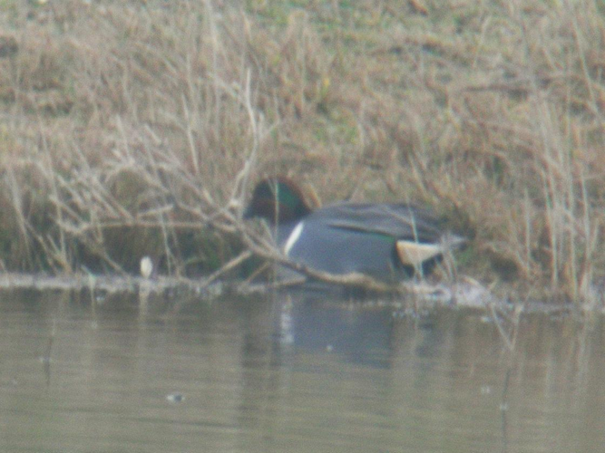 Anas carolinensis &copy; DUBOIS Yves