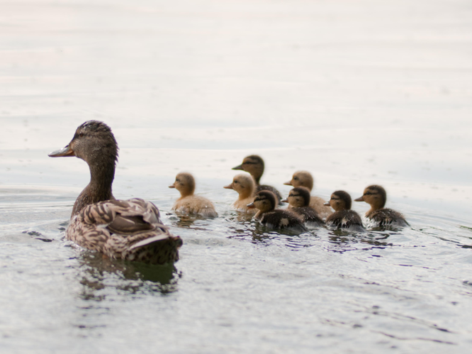 Anas platyrhynchos &copy; BROUILLIARD Gregory