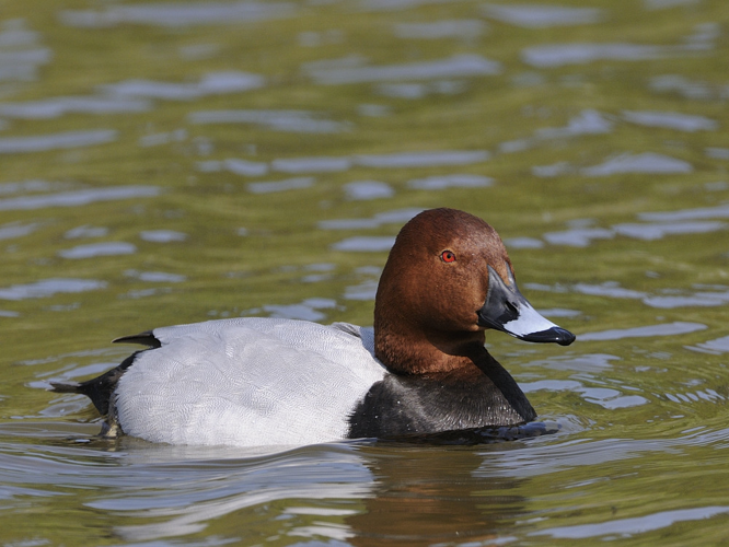 Aythya ferina &copy; HERCENT Jean-Luc