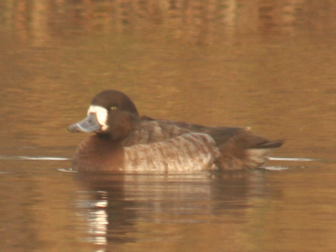Aythya marila &copy; LENFANT Jean-Pierre