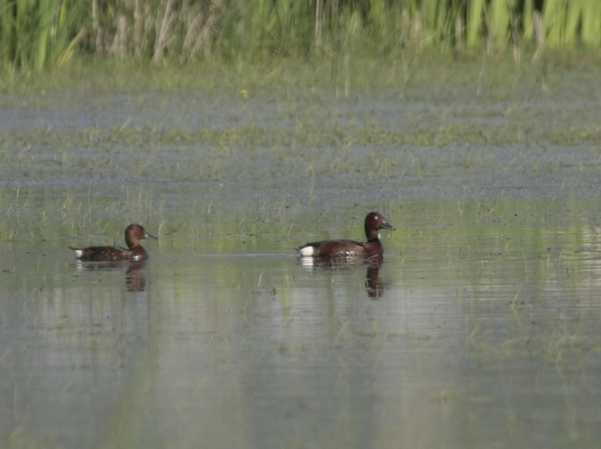 Aythya nyroca &copy; TOP Damien