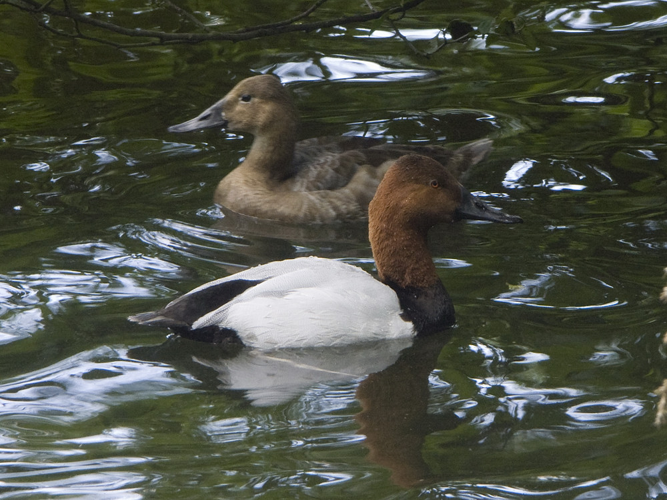 Aythya valisineria &copy; HERCENT Jean-Luc