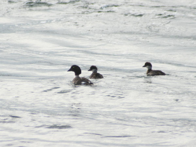 Bucephala islandica &copy; TOP Damien