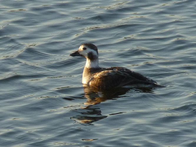 Clangula hyemalis &copy; PLATEAUX Odile