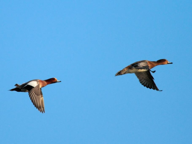 Anas penelope &copy; LECAT Jean-Michel