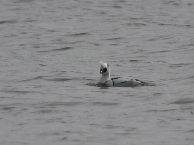 Mergellus albellus &copy; TOP Damien