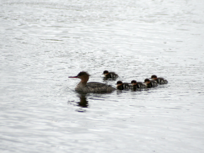 Mergus serrator &copy; TOP Damien