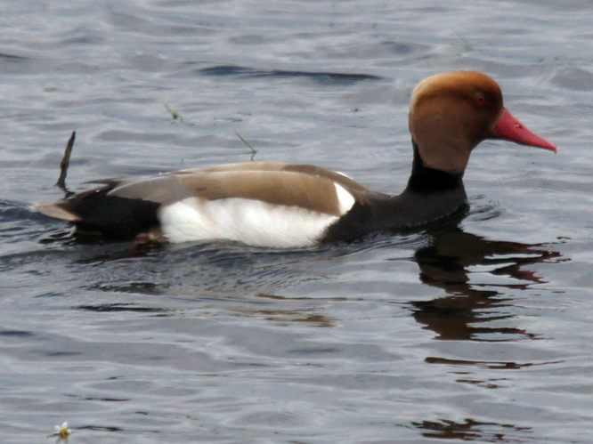 Netta rufina &copy; BRIGNON Jean-Marie