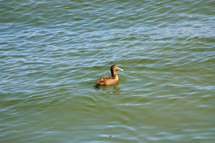 Somateria mollissima © HERMANT Thomas