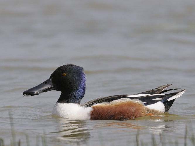 Anas clypeata &copy; HERCENT Jean-Luc