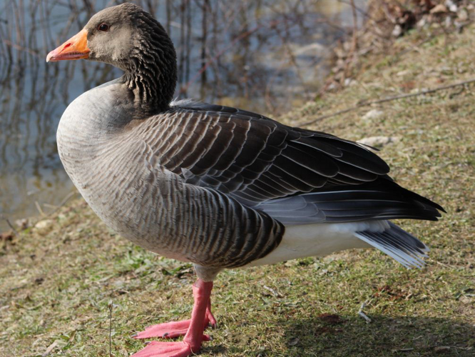 Anser anser &copy; VALETTE Frédérique