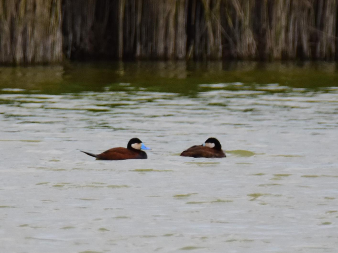 Oxyura jamaicensis &copy; VATHELET Cyril