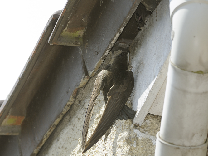 Apus apus &copy; HERCENT Jean-Luc