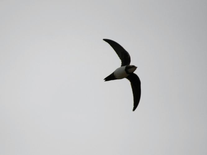 Tachymarptis melba &copy; TOP Damien