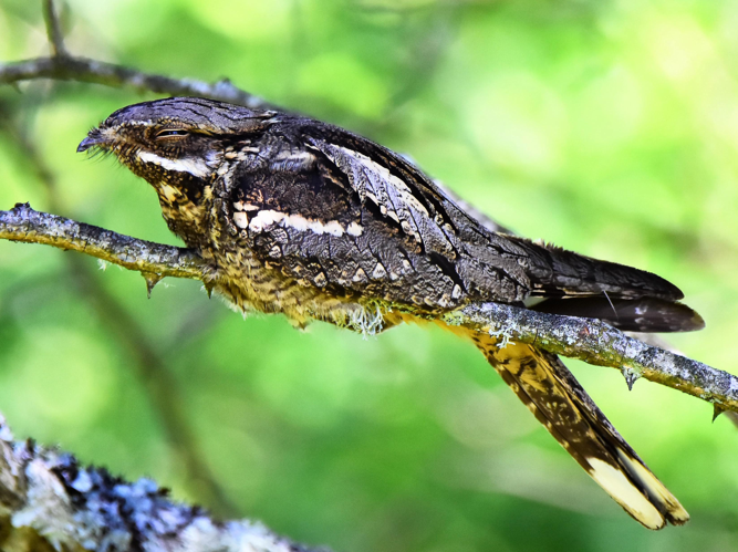 Caprimulgus europaeus &copy; VATHELET Cyril