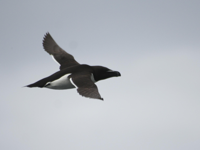 Alca torda &copy; TOP Damien