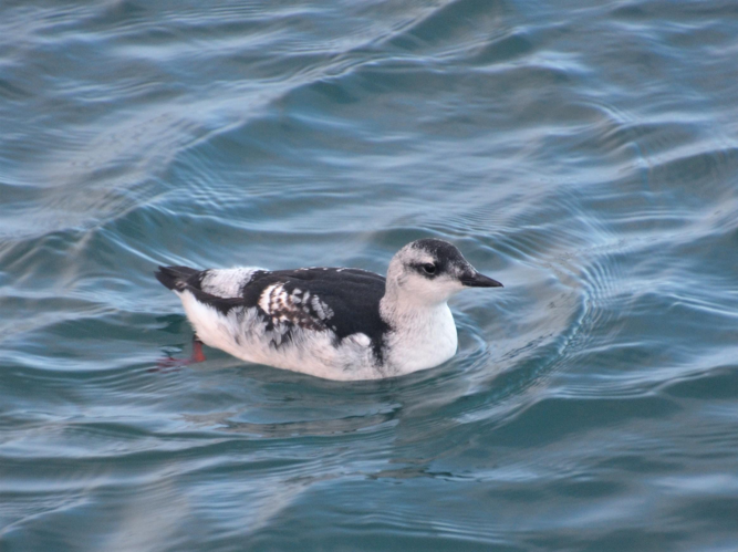 Cepphus grylle &copy; VATHELET Cyril