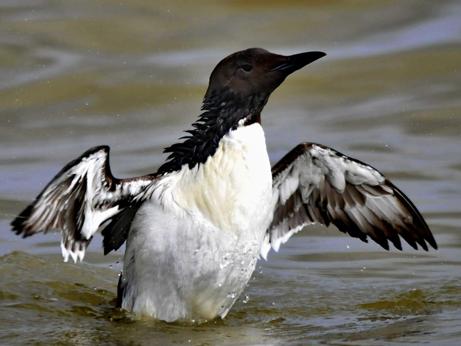 Uria aalge &copy; THIERY Philippe