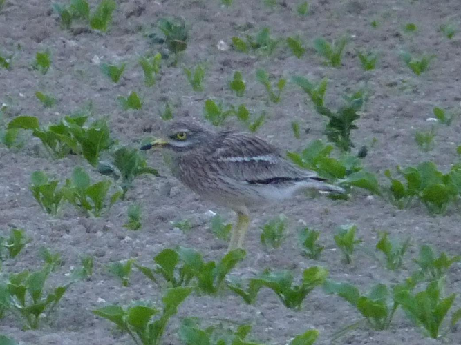 Burhinus oedicnemus &copy; PLATEAUX Odile