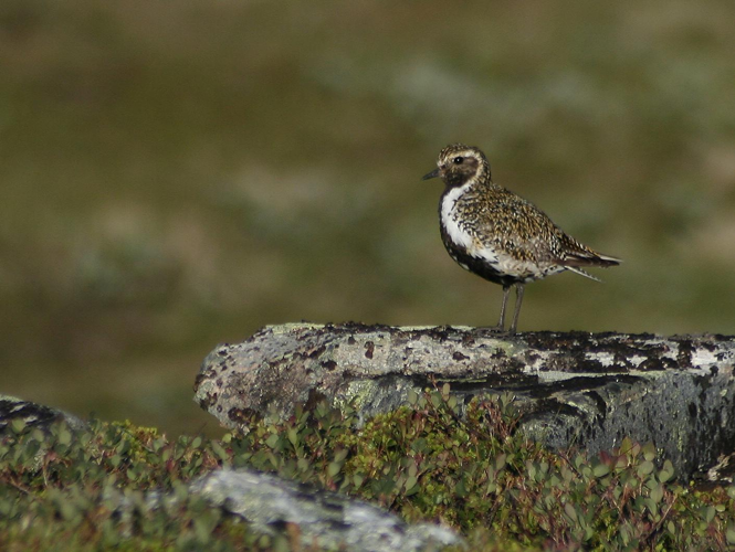 Pluvialis apricaria &copy; TOP Damien