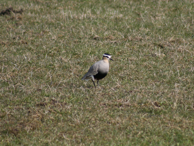 Chettusia gregaria © SEIGNEZ Bertrand