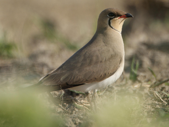 Glareola pratincola &copy; FAGARD Jean-Paul