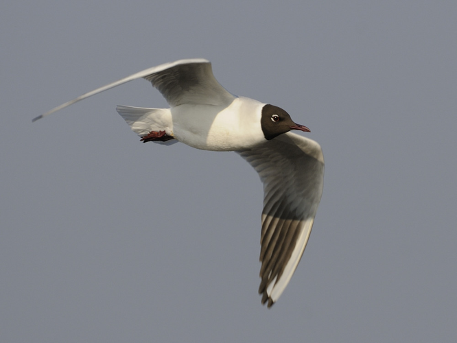 Larus ridibundus &copy; HERCENT Jean-Luc