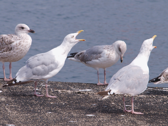 Larus argentatus &copy; DAMIENS Nicolas