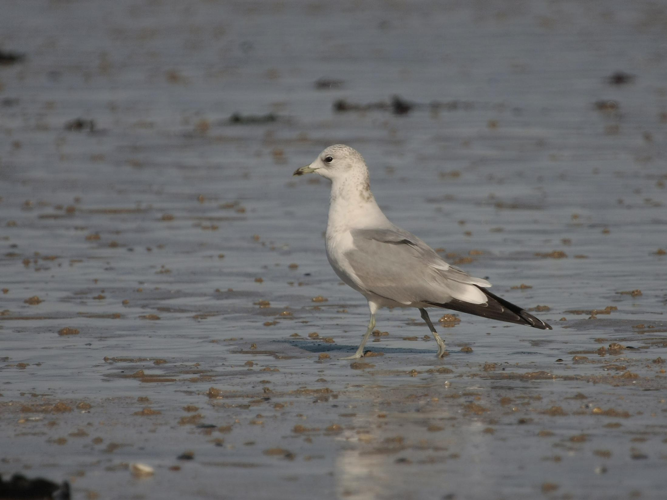 Larus canus © TOP Damien