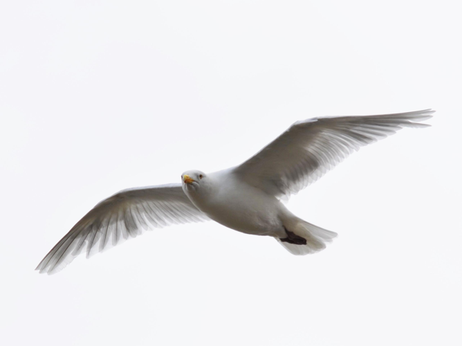 Larus hyperboreus &copy; VATHELET Cyril