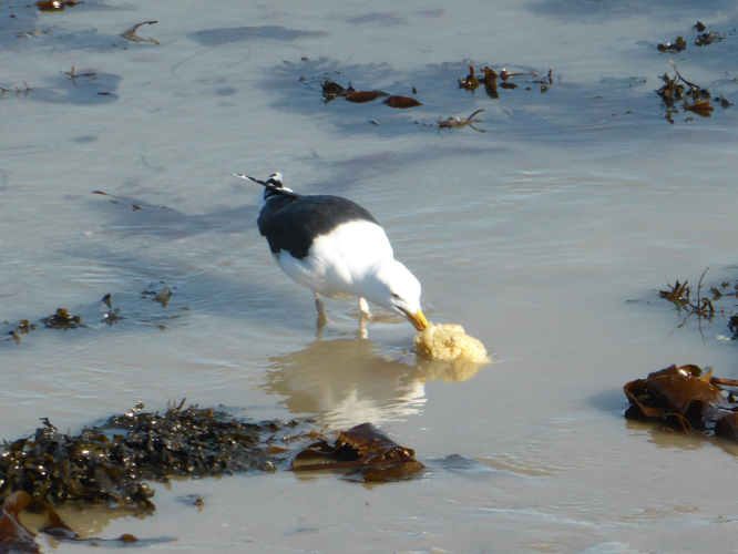 Larus marinus © LETHEVE Xavier