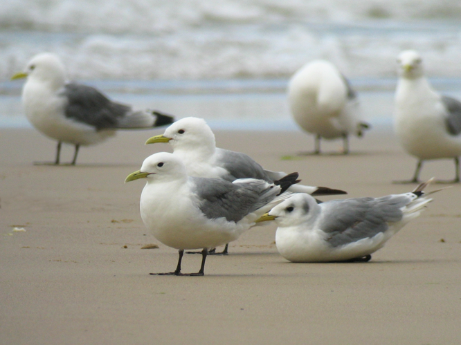 Rissa tridactyla &copy; ROUSSEAU Cédric