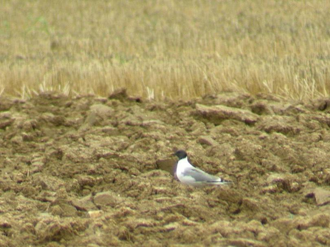 Larus sabini &copy; DUBOIS Yves