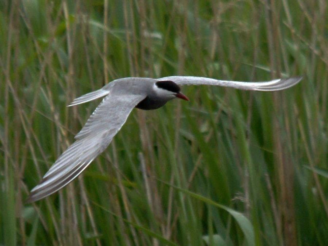 Chlidonias hybridus &copy; BRIGNON Jean-Marie