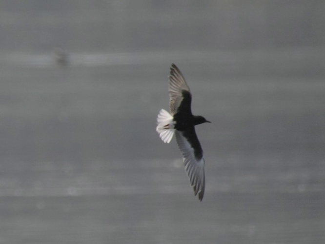 Chlidonias leucopterus &copy; TOP Damien