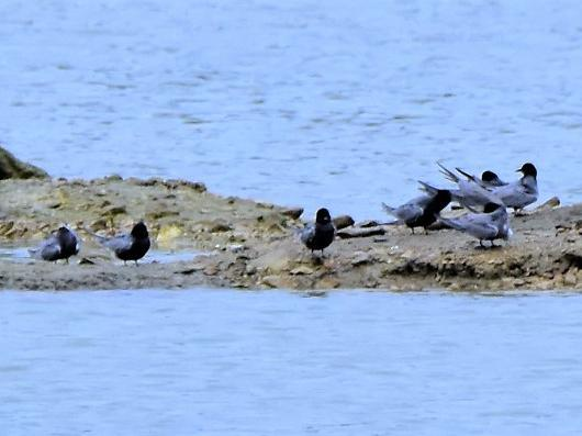 Chlidonias niger &copy; VATHELET Cyril
