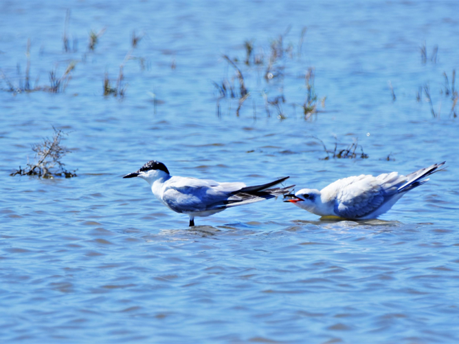 Sterna nilotica &copy; VATHELET Cyril
