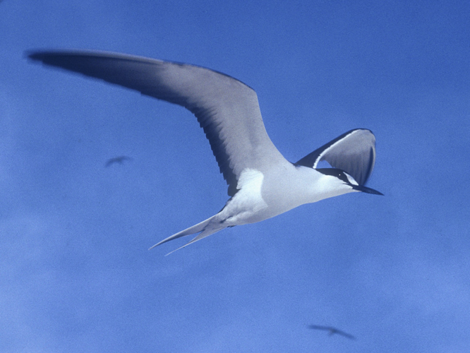 Sterna fuscata &copy; HERCENT Jean-Luc