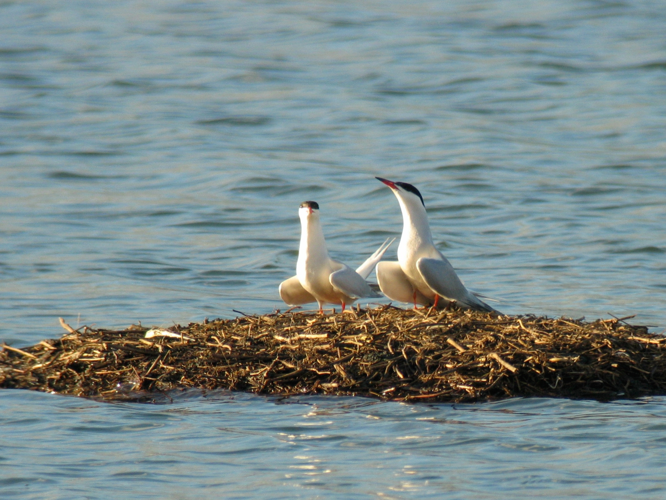 Sterna hirundo &copy; ROUSSEAU Cédric